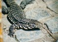 /album/animales-en-peligro/a1252598965-lagarto-overo-jpg/